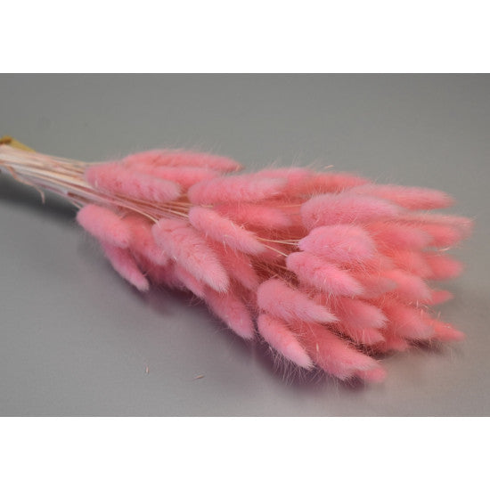 Lagurus ombre roz