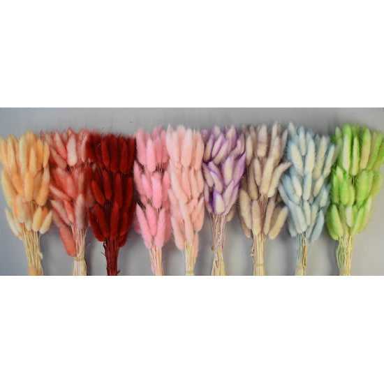 Lagurus ombre roz
