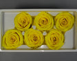 Image for Cap trandafiri criogenati 5-6cm A galben