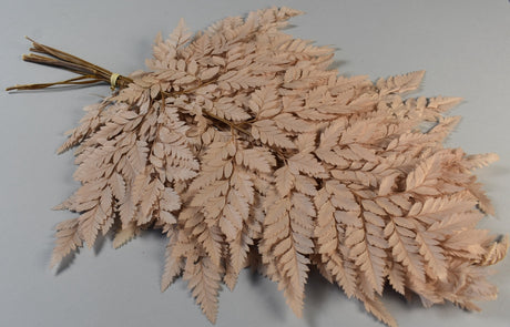 Image for Feriga maro deschis preparat