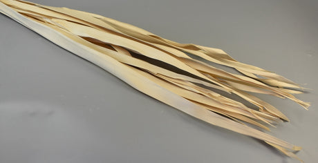 Image for Frunza palmier lung inalbit