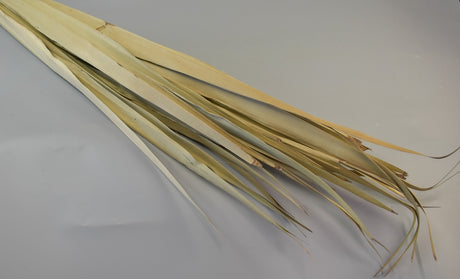 Image for Frunza palmier lung natur