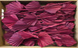 Image for Frunza palmier mediu bordeaux
