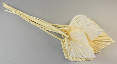 Image for Frunza palmier mediu inalbit