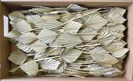 Image for Frunza palmier mini natur 200buc.