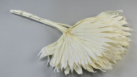 Image for Frunza palmier soare inalbit