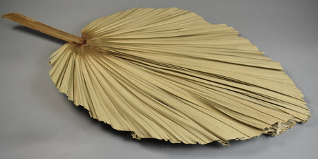 Image for Frunza palmier natur forma inima