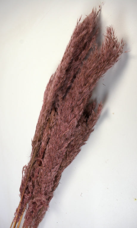 Image for Iarba pampas 90-110cm roz