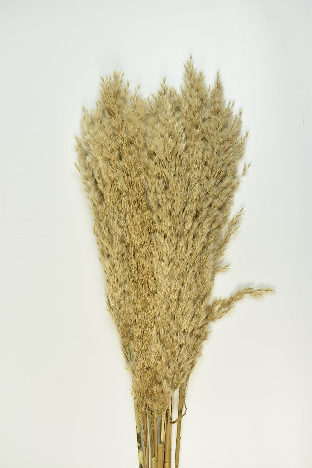 Iarba pampas 100cm natur 20-35cm