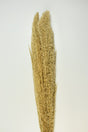 Image for Iarba pampas 115cm 3buc/pachet