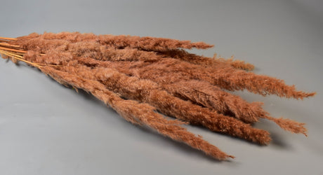 Image for Iarba pampas india inalbit miere
