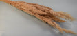 Image for Iarba pampas india miere