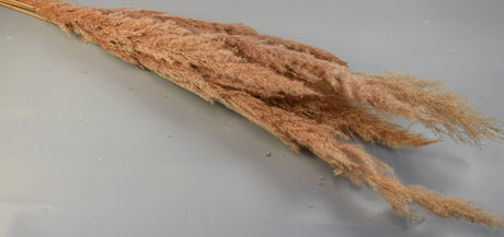 Image for Iarba pampas india miere
