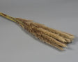 Image for Iarba pampas  mini natur