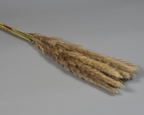 Image for Iarba pampas  mini natur