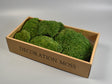 Image for Perna de muschi prep.mare verde muschi