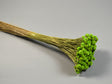 Image for Pavao 80gr verde deschis