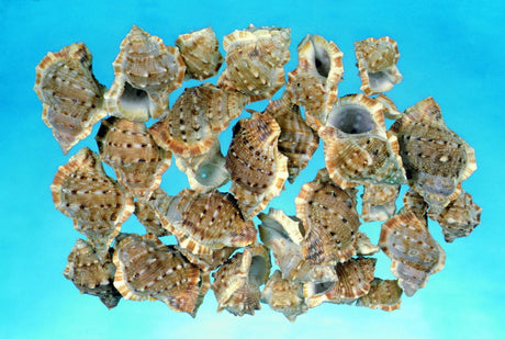 imagine produs Scoici penchiman-tuskes sisakcsiga 1kg