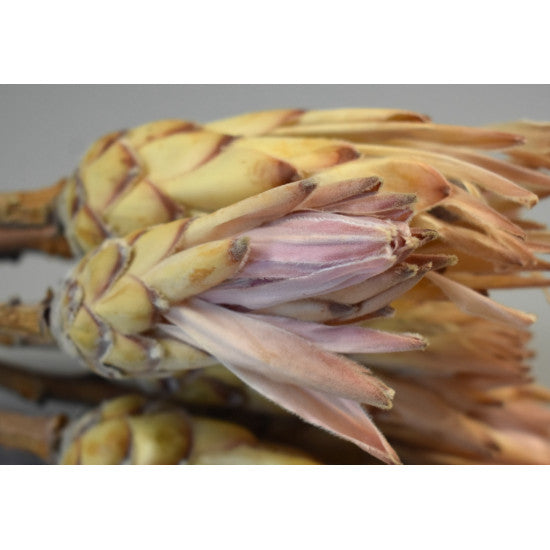 Protea pink natur
