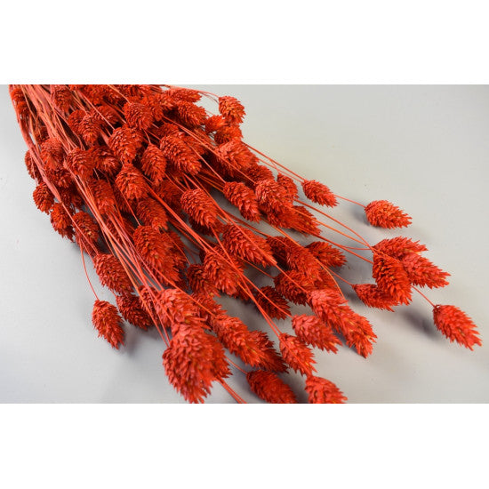 Tallaris 100gr rosu