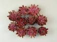 Image for Capete plumosum roz