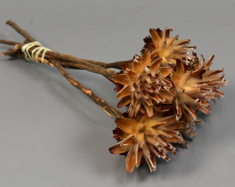 Image for Plumosum cu coada natur