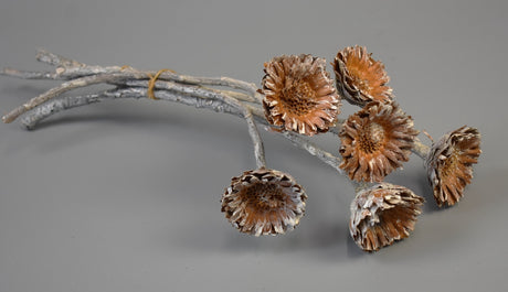 Image for Protea compacta margareta cu chiciura