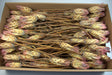 Image for Protea pink natur s/150