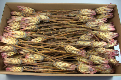 Image for Protea pink natur s/150