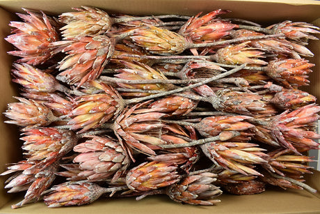 Image for Protea rosu cal. II.  cu chiciura