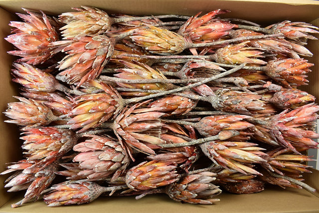 Image for Protea rosu cal. II.  cu chiciura