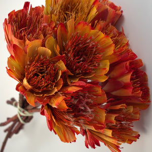 Protea