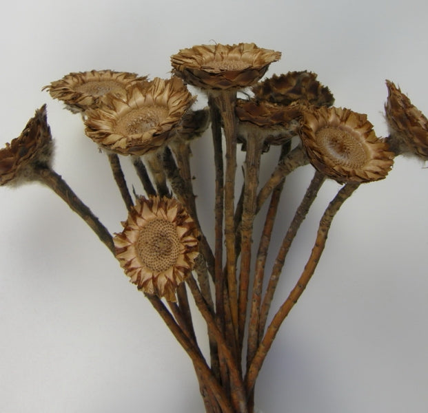 imagine produs Protea coronata mini crem