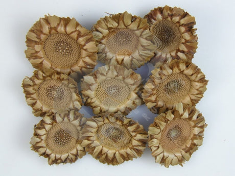 imagine produs Capete protea coronata