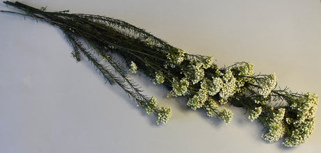 Image for Floare de orez prep.alb