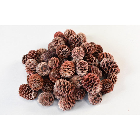 Meridianum roz
