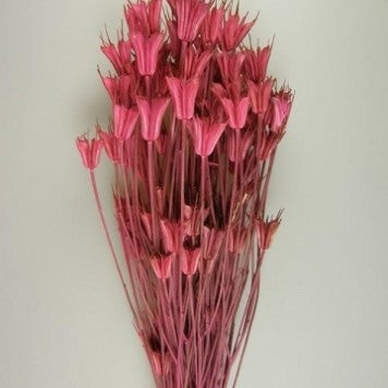 Nigella roz deschis