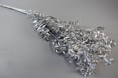 Image for Ruscus argintiu