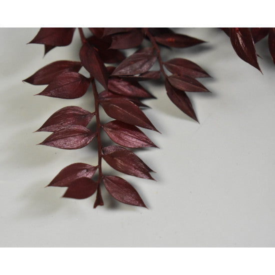Ruscus bordeaux