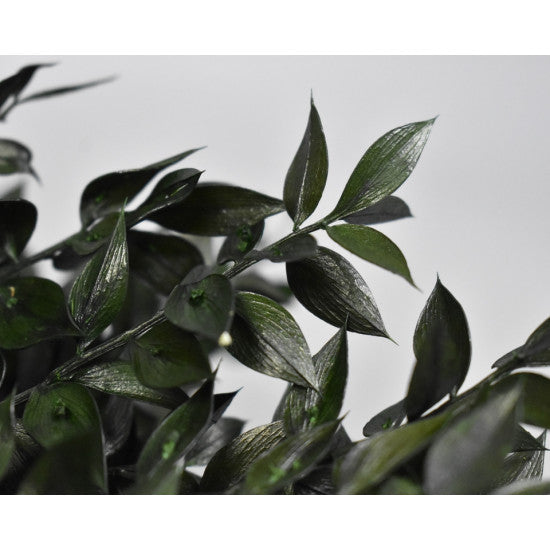 Ruscus verde deschis