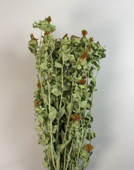 Image for Sofran 150gr vopsit verde deschis
