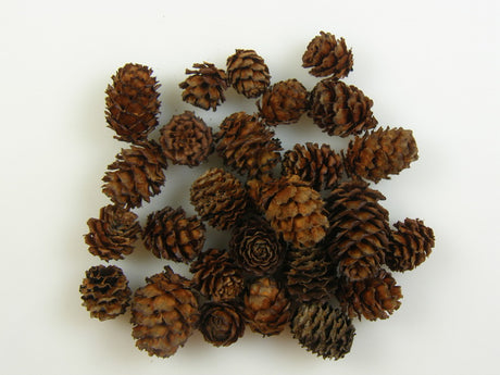 Image for Salignum maro