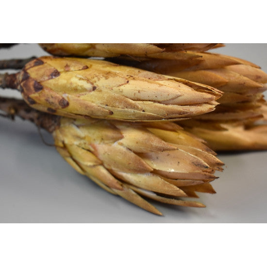 Protea galben natur