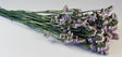 Image for Statice sinuata prep.mov