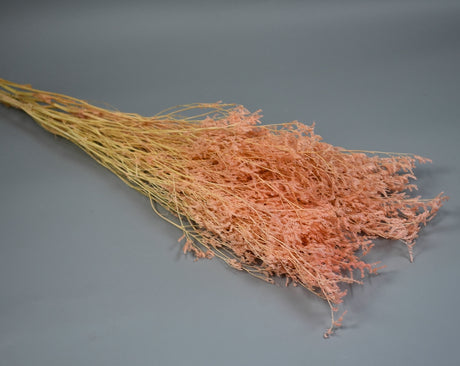 Image for Limonium latifolium prep. piersica