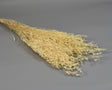 Image for Limonium latifolium prep. inalbit