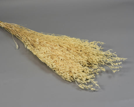 Image for Limonium latifolium prep. inalbit