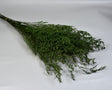 Image for Limonium latifolium prep.verde