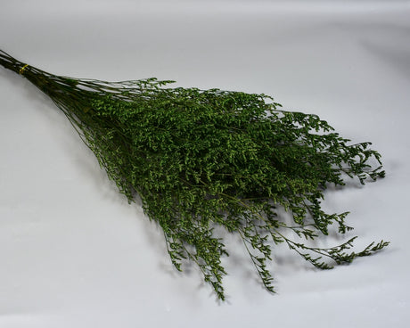 Image for Limonium latifolium prep.verde