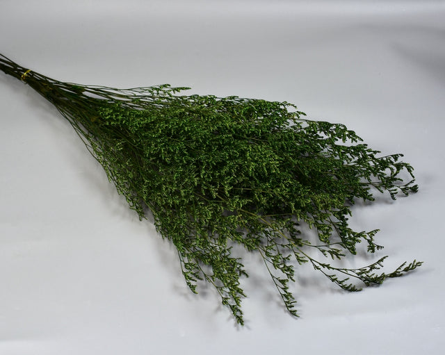 Image for Limonium latifolium prep.verde